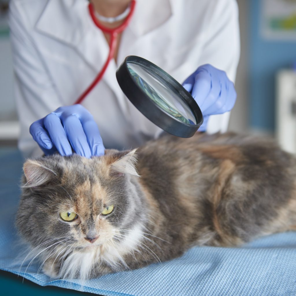 Checking condition of cat's fur and skin