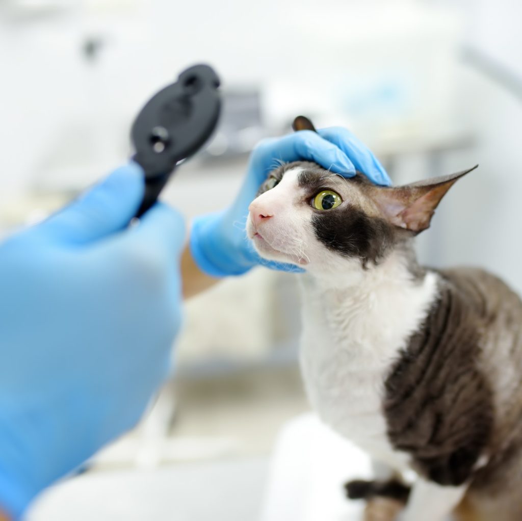 Veterinarian doctor checks eyesight of a cat of the breed Cornish Rex in a veterinary clinic.